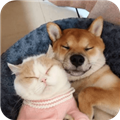 《萌趣猫狗翻译器下载》
