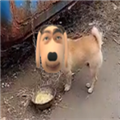 炫狗盒手机客户端下载