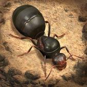 The Ants: 小小蚁国 International Edition