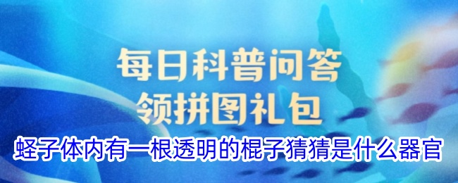 蛏子体内透明棍子是什么器官？