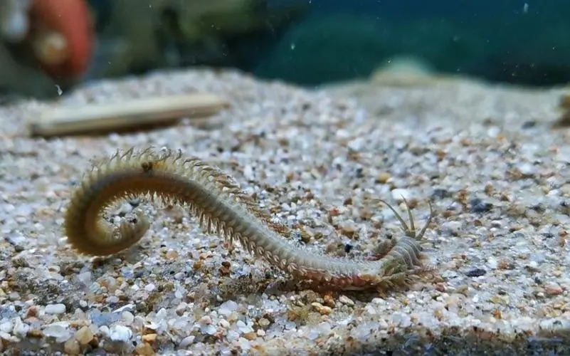 The marine animals known as sea centipedes are