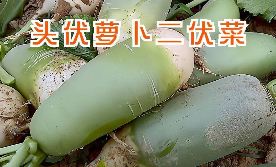 农谚中的萝卜指的是什么